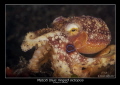   blue ringed octopus  